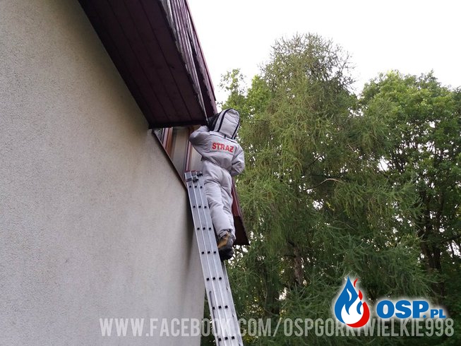 Usuwanie gniazda szerszeni OSP Ochotnicza Straż Pożarna
