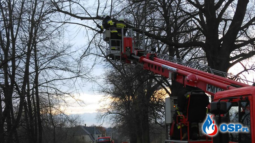 Niebezpiecznie zwisający konar drzewa w Białej OSP Ochotnicza Straż Pożarna
