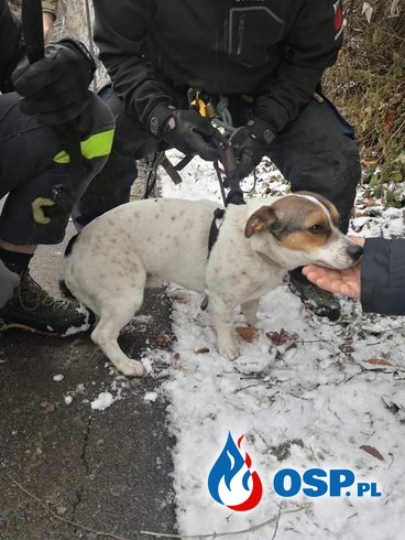 Pies utknął na wysokiej skale. Na ratunek ruszyli strażacy OSP i grupa wysokościowa. OSP Ochotnicza Straż Pożarna