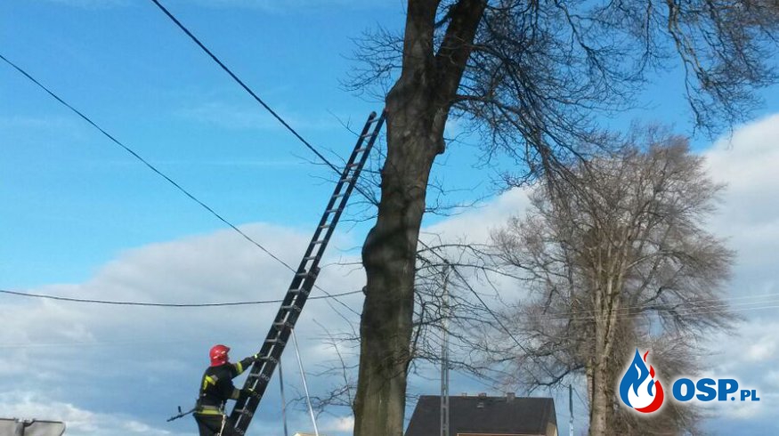Pożar drzewa w miejscowości Krobusz OSP Ochotnicza Straż Pożarna