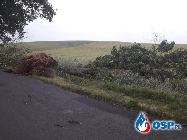 Kilkanaście powalonych drzew w okolicy Dolska OSP Ochotnicza Straż Pożarna