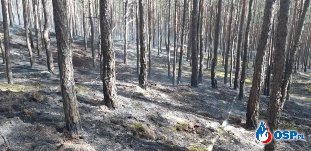 Gogolice – pożar poszycia leśnego OSP Ochotnicza Straż Pożarna