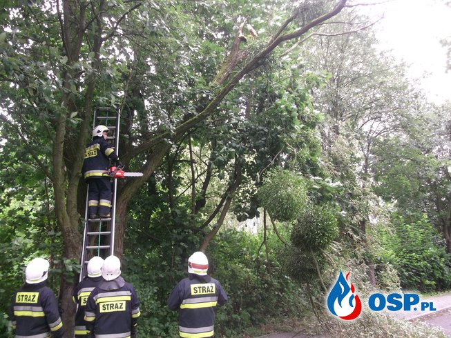 Konar drzewa OSP Ochotnicza Straż Pożarna