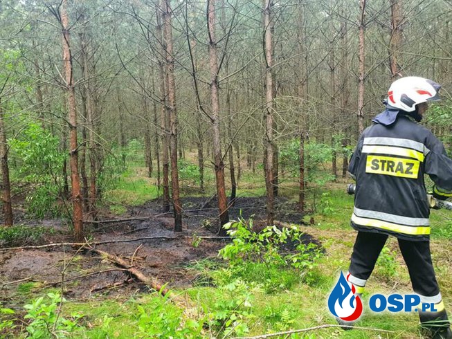 Wronki – pożar ściółki leśnej OSP Ochotnicza Straż Pożarna