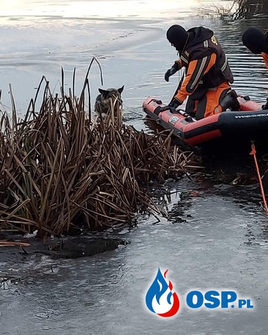 Pies utknął na zamarzniętym jeziorze. Strażacy z OSP Czaplinek ruszyli z pomocą. OSP Ochotnicza Straż Pożarna