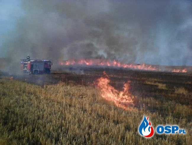 Pożar zboża 5 hektarów OSP Ochotnicza Straż Pożarna
