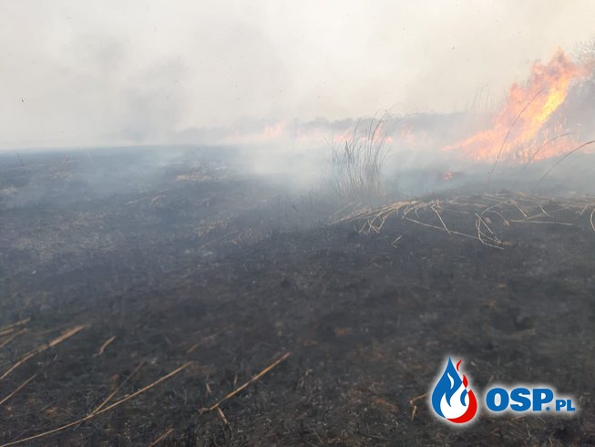Pożar trzciny w Mrzeżynie OSP Ochotnicza Straż Pożarna