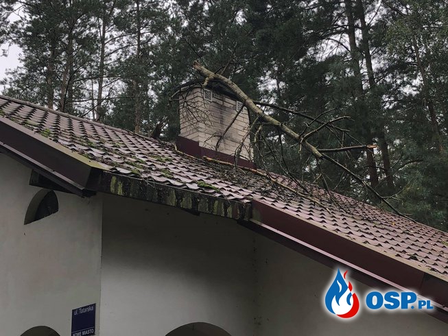 Usunięcie drzewa OSP Ochotnicza Straż Pożarna
