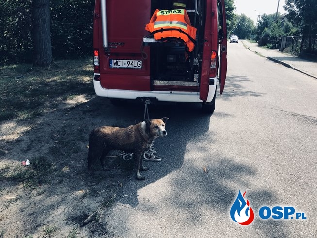 Pies uwięziony na wysepce OSP Ochotnicza Straż Pożarna