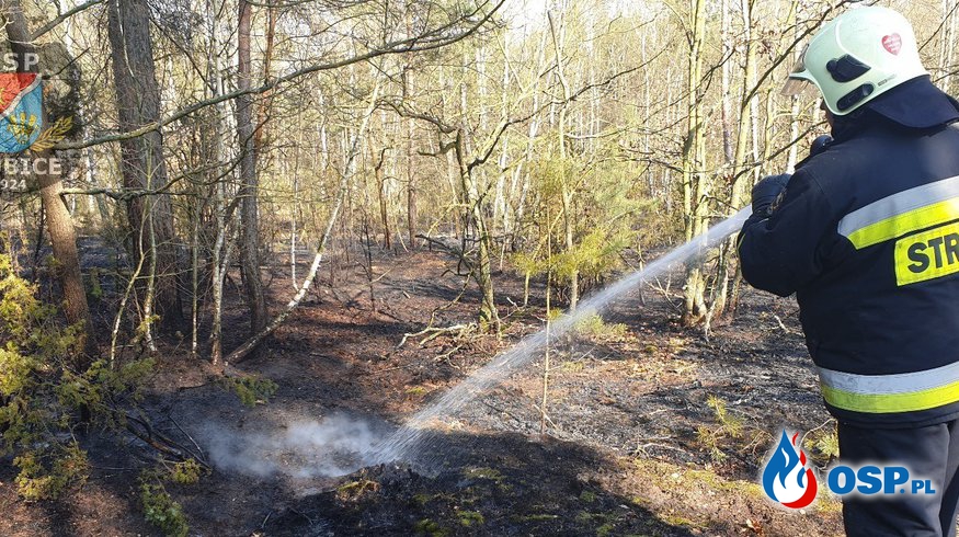 Spłonął blisko hektar ściółki OSP Ochotnicza Straż Pożarna