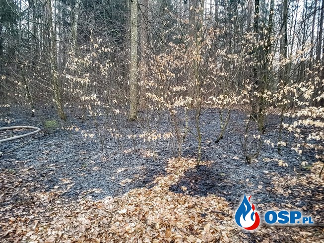 Pożar poszycia Leśnego  Barcino-Bronowo 05-04-2019 OSP Ochotnicza Straż Pożarna