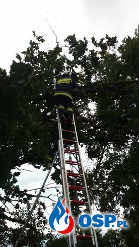[22/2016] Złamana korona drzewa OSP Ochotnicza Straż Pożarna