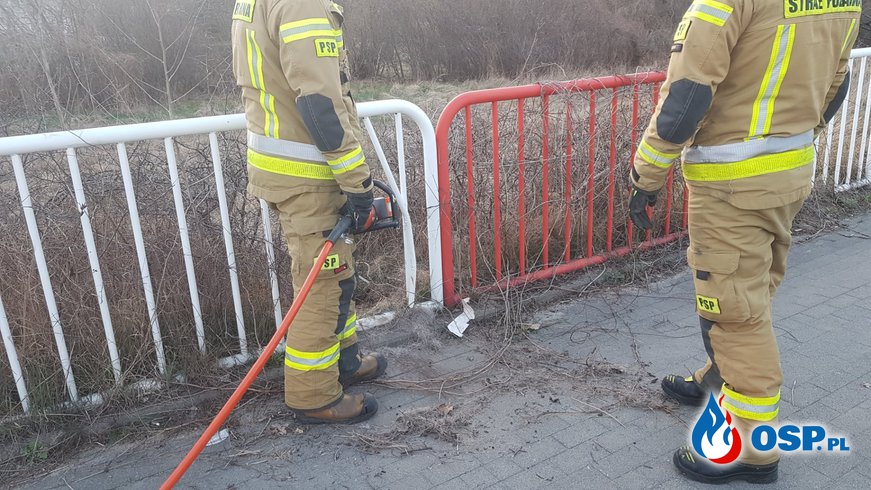 Nietypowa akcja w Koninie. Strażaków wezwano do uwięzionej sarny. OSP Ochotnicza Straż Pożarna