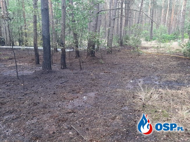 Pożar lasu Latonice OSP Ochotnicza Straż Pożarna