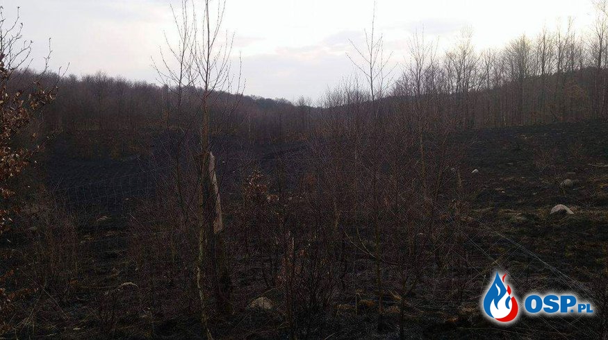 Pożar lasu w miejscowości Piaseczno-04.04.2016r OSP Ochotnicza Straż Pożarna