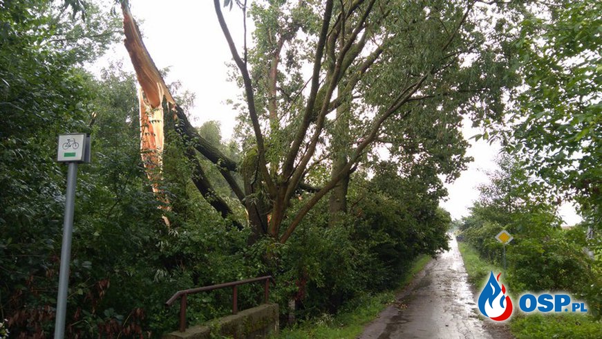 Złamane drzewo i gniazda szerszeni OSP Ochotnicza Straż Pożarna