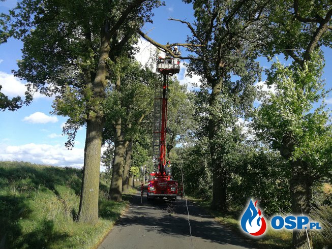 Konar drzewa wysoko nad drogą powiatową OSP Ochotnicza Straż Pożarna