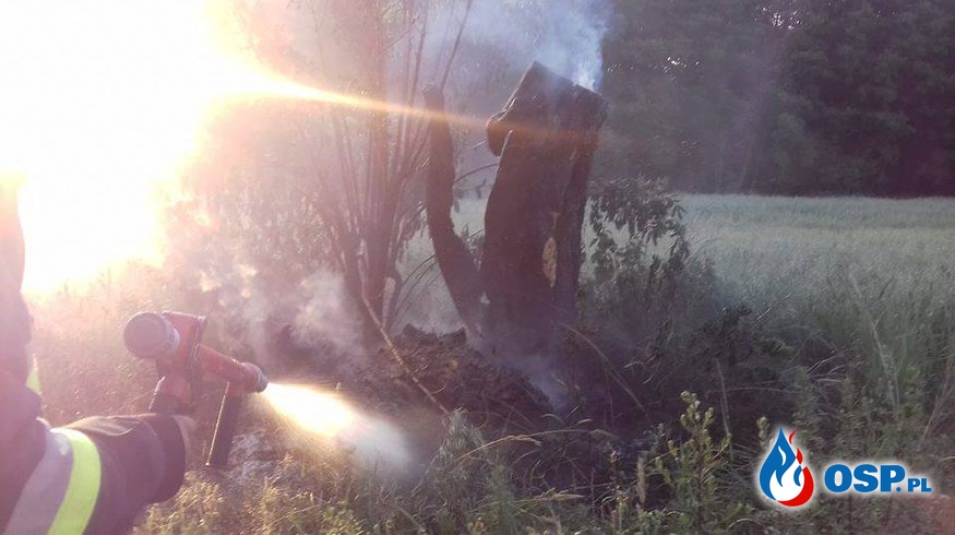 Pożar konaru drzewa w miejscowości Chrostkowo! OSP Ochotnicza Straż Pożarna