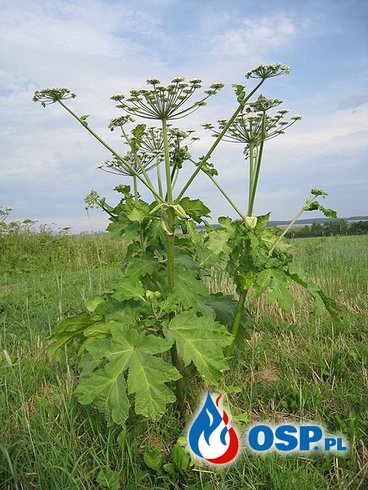 Barszcz Sosnowskiego - Uważajcie na tę roślinę ! OSP Ochotnicza Straż Pożarna