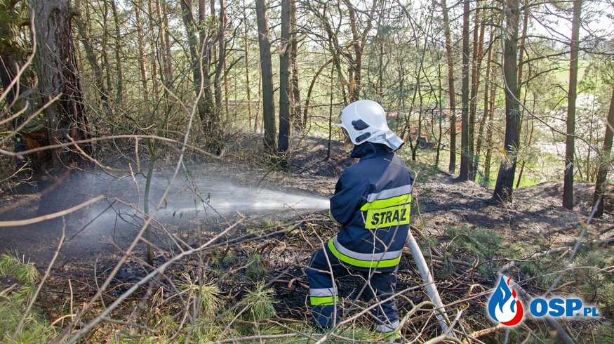 Pożar trawy i poszycia leśnego OSP Ochotnicza Straż Pożarna