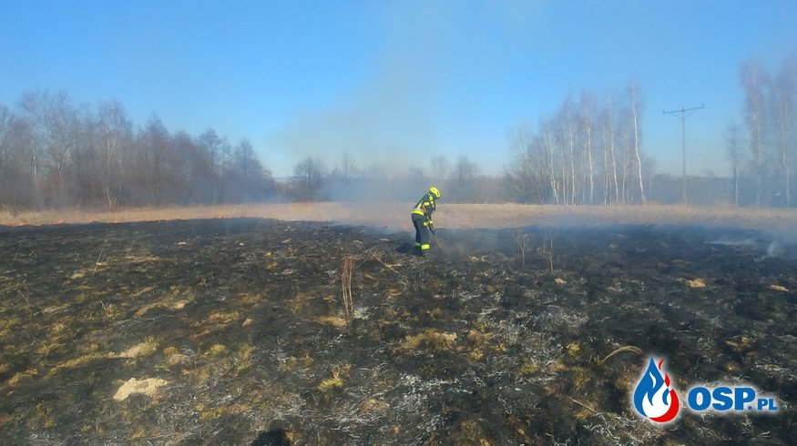 Pożar suchych traw w Zręcinie przy ul. Jesionowej OSP Ochotnicza Straż Pożarna