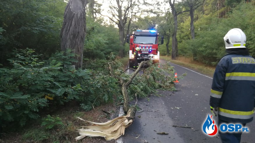 Złamane drzewo nad drogą OSP Ochotnicza Straż Pożarna