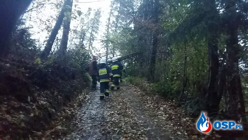 Powalone drzewo na drogę dojazdową w Biertowicach OSP Ochotnicza Straż Pożarna