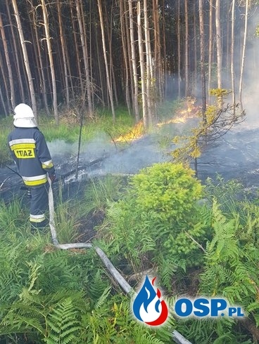 Pożar poszycia leśnego OSP Ochotnicza Straż Pożarna