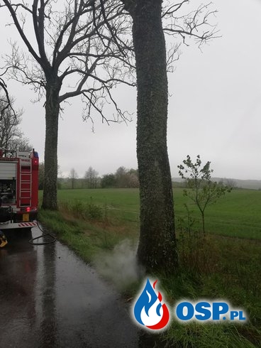 Strażacy OSP Miłakowo pojechali do pożaru drzewa, uratowali pisklę OSP Ochotnicza Straż Pożarna