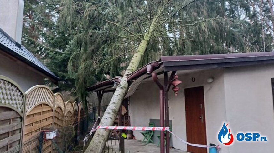Pakawie – drzewo pochylone na budynek OSP Ochotnicza Straż Pożarna