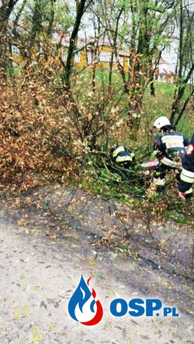 Orkan Grzegorz i złamane drzewa. OSP Ochotnicza Straż Pożarna