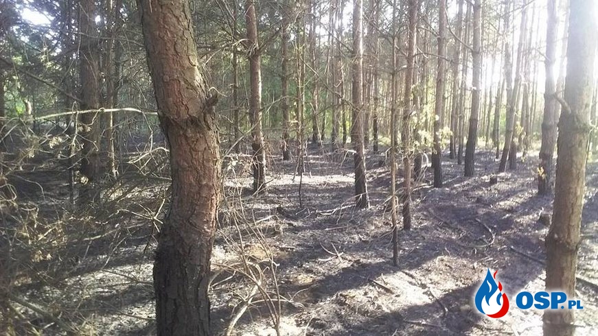 Pożar lasu w Płaczkowie Piechotnym OSP Ochotnicza Straż Pożarna