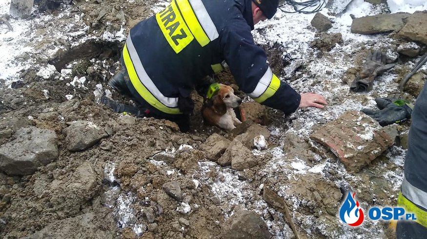 Strażacy uratowali psa, który utknął w rurze OSP Ochotnicza Straż Pożarna