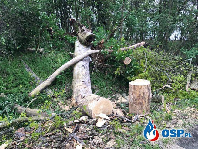 Powalone drzewo w Dobrzejowie OSP Ochotnicza Straż Pożarna
