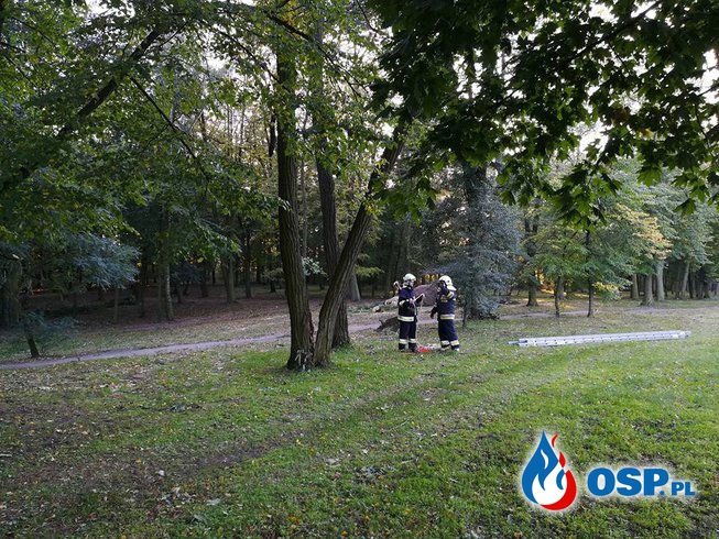 Nadłamany konar drzewa [Zdarzenie 66/2017] OSP Ochotnicza Straż Pożarna