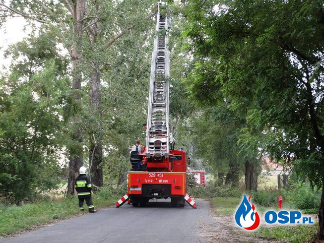 Zwisająca Gałąź! OSP Ochotnicza Straż Pożarna