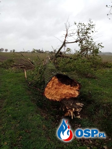 Powalone drzewo, nadłamany konar i zabezpieczenie rejonu operacyjnego OSP Ochotnicza Straż Pożarna