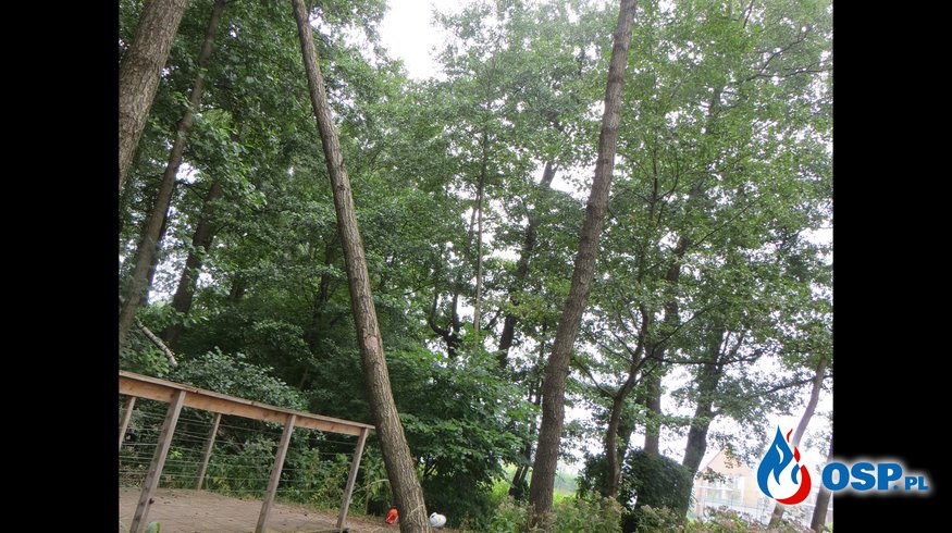 Przewrócone drzewo! OSP Ochotnicza Straż Pożarna