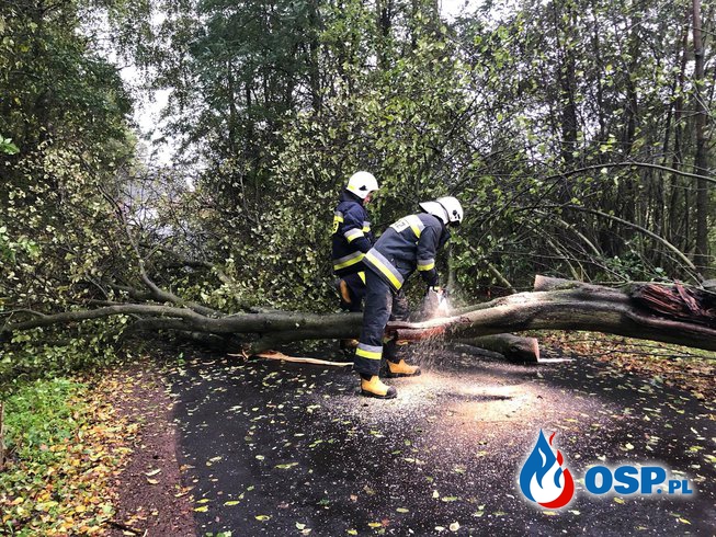 Powalone drzewo na drodze w Turach OSP Ochotnicza Straż Pożarna