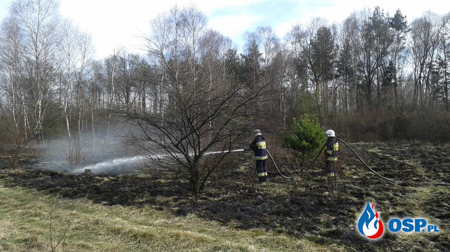 Pożar nieużytków przy lesie obok nasypu kolejowego w Brynicy. OSP Ochotnicza Straż Pożarna