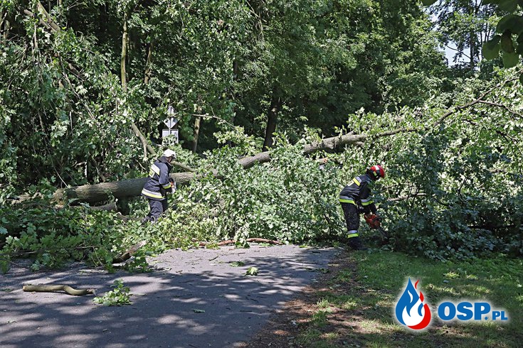 Pochylone drzewo nad drogą powiatową OSP Ochotnicza Straż Pożarna