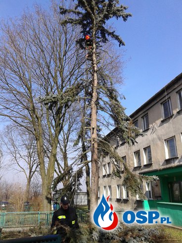 Usuwanie zagrażających drzew OSP Ochotnicza Straż Pożarna