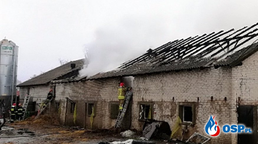 Pożar chlewni pod Iławą. Ewakuowano blisko 300 zwierząt. OSP Ochotnicza Straż Pożarna