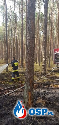 Uderzenie pioruna przyczyną pożaru lasu. OSP Ochotnicza Straż Pożarna