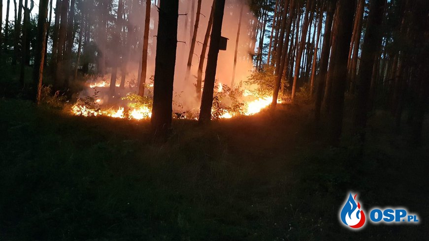 Kolejny pożar Lasu !! OSP Ochotnicza Straż Pożarna