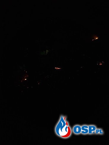 Pożar poszycia leśnego w Lubaszowej OSP Ochotnicza Straż Pożarna
