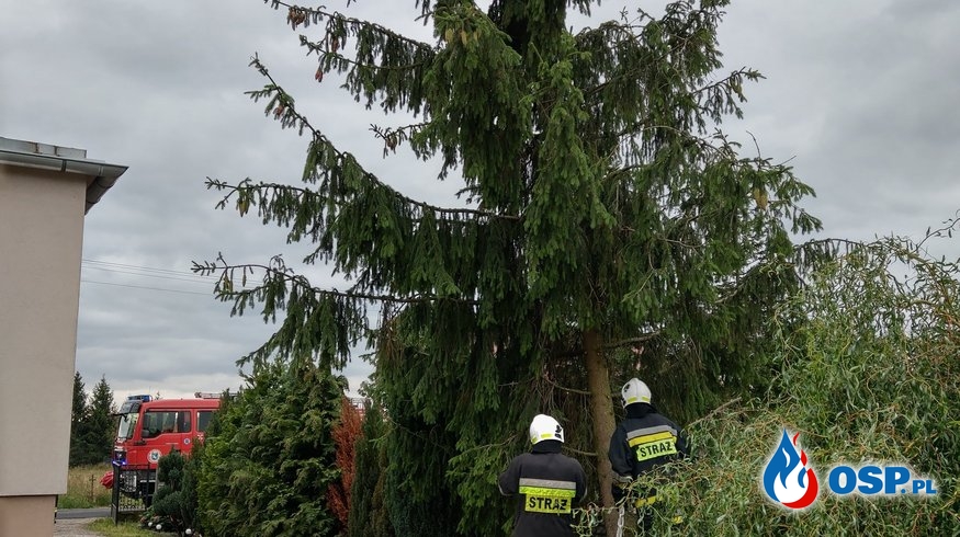 Pochylone drzewo OSP Ochotnicza Straż Pożarna