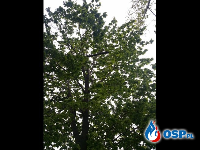 Niebezpieczne konary drzewa nad jezdnią Gostomia – Nowa Wieś OSP Ochotnicza Straż Pożarna