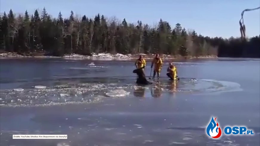 Akcja kanadyjskich strażaków na jeziorze. Ratowali uwięzionego łosia! OSP Ochotnicza Straż Pożarna
