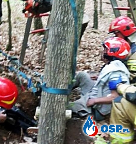 Drzewo przygniotło nogę mężczyzny. Trudna akcja ratowników w lesie. OSP Ochotnicza Straż Pożarna